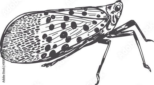 Vintage hand-drawn pen and ink illustration of a spotted lantern fly in vector