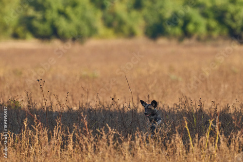 Pack of African Wild Dog (Lycaon pictus) resting in grassland during the heart of the day in South Luangwa National Park, Zambia