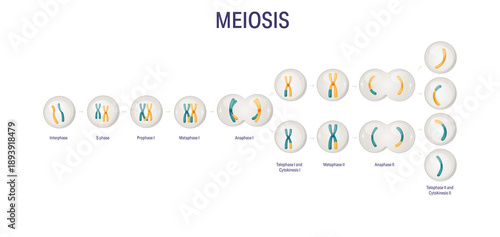 Fotografija Meiosis stages diagram without labels for biology textbooks and medical educatio
