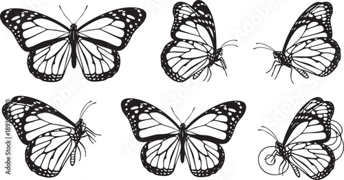Black and white butterflies with spotted wings on white background insects