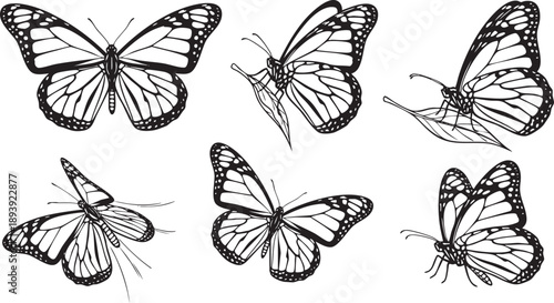 Black and white butterfly butterflies insects wings spots