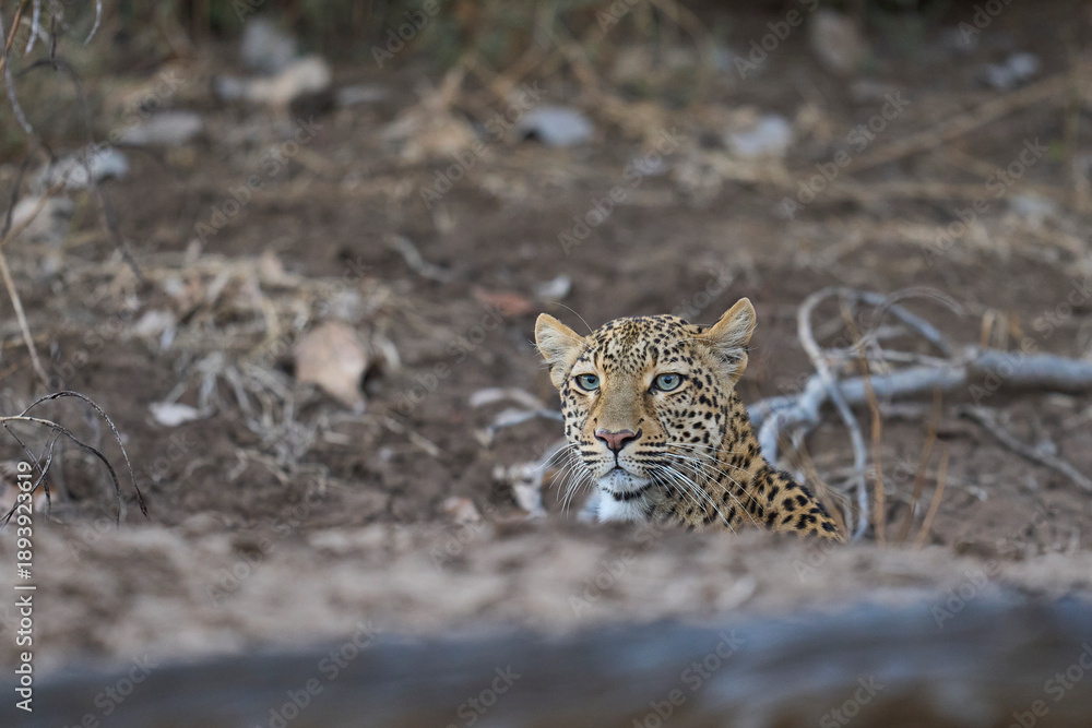 Obraz premium Leopard (Panthera pardus) hunting in South Luangwa National Park, Zambia