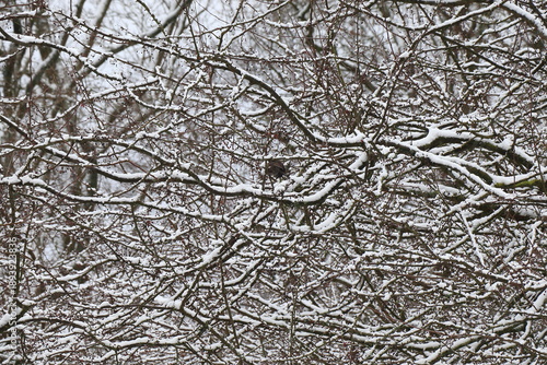 Wallpaper Mural Branches Covered with Snow at Erasmuspark in Amsterdam, Netherlands Torontodigital.ca