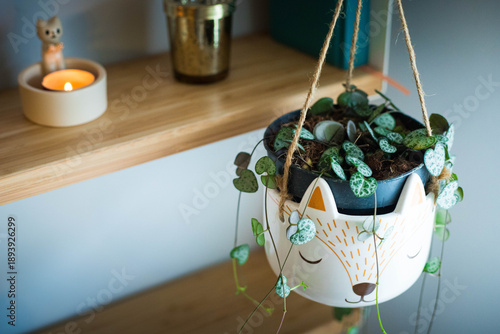 Animal face hanging vase placed indoor with Ceropegia Woodii plant or String of Hearts. Wooden shelves and candle in the background. High point of view.