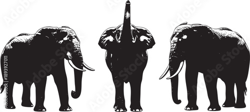 Black and white of three elephants with different trunk positions animal wildlife mammal