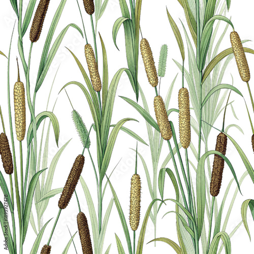 Seamless Cattail Reed Plant Botanical Pattern Illustration Isolated on White Background.