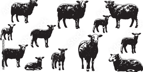 Black and white sheep on white background flock farm animals livestock
