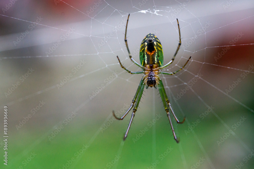 Αυτοκόλλητο Macro shot of a green and yellow Orchard Spider (Leucauge) resting in its web