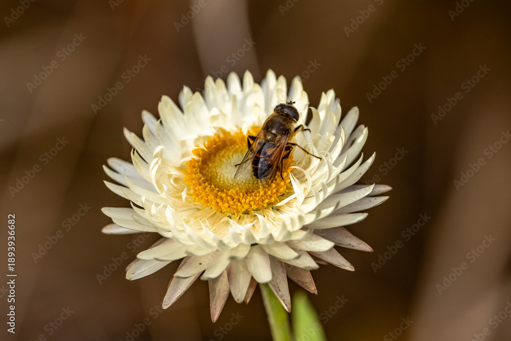 Ταπετσαρία A drone fly perched on an everlasting daisy, also known as a strawflower