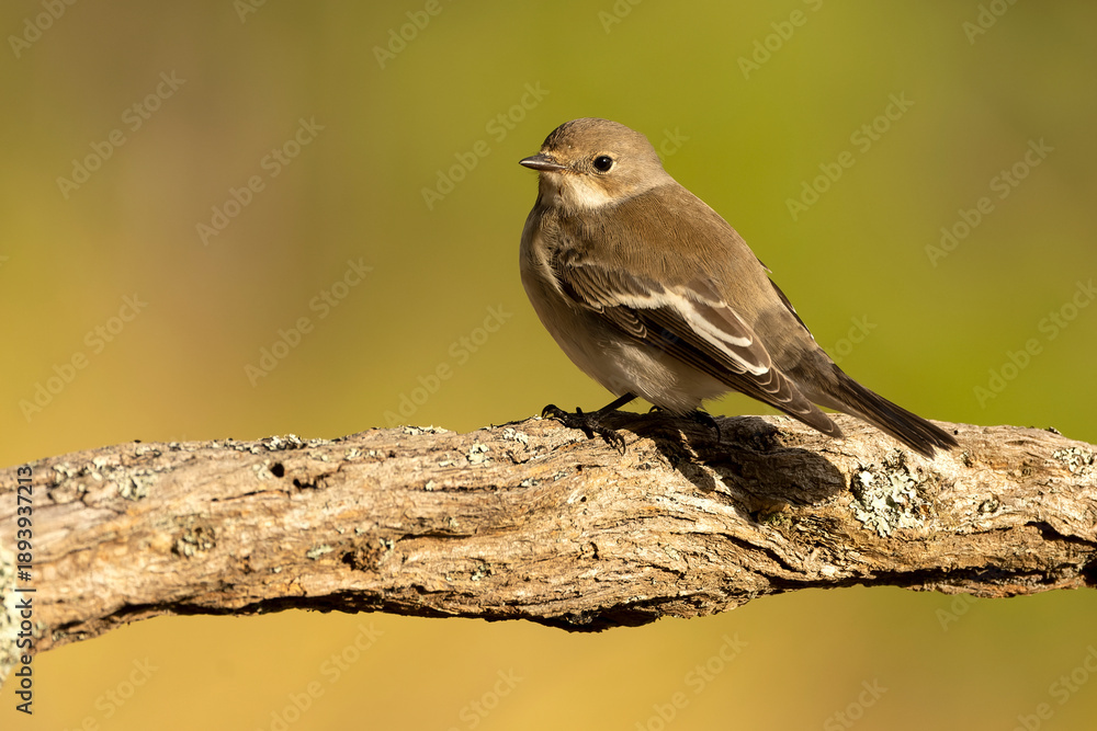 Obraz premium Pied flycatcher in a Mediterranean forest of pines and oaks at first light