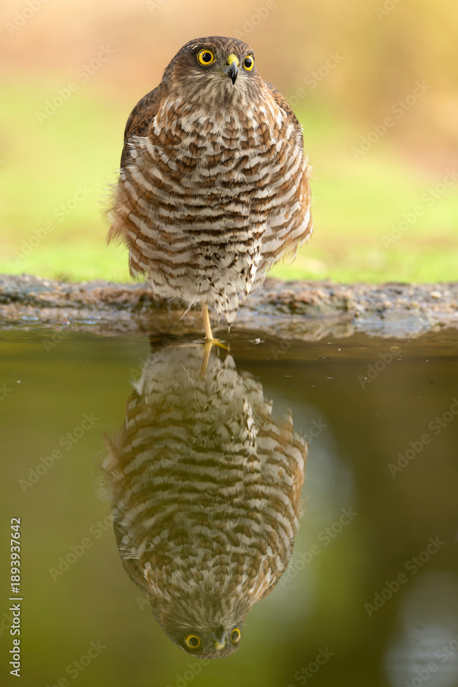 Fototapeta premium Two-year-old male Eurasian sparrow hawk at a watering point in a Mediterranean forest of pines and oaks in the early light of an autumn day