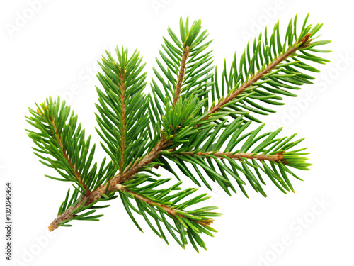 Realistic green spruce branch with sharp needles. Evergreen conifer element for winter holidays and Christmas decor. Isolated on transparent background.