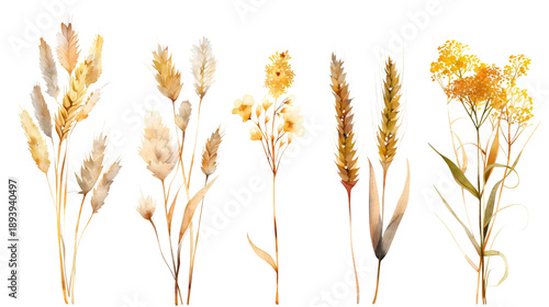 Set of ears of wheat and yellow wildflowers in watercolor style. Autumn harvest botanical elements for wedding invitation and botanical design. Isolated on a transparent background.