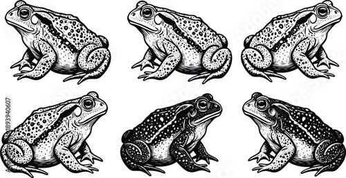 Detailed black and white hand drawn vintage woodcut style toad and frog illustrations for nature, wildlife, and biology design projects,