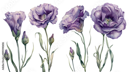 Set of dark purple eustoma flowers with green leaves in detailed watercolor. Elegant floral elements for wedding design or botanical posters. Isolated on transparent background