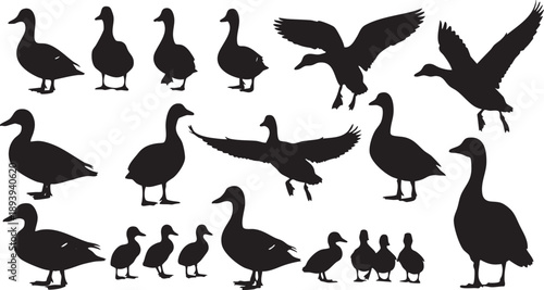 Black silhouettes of ducks and geese in various poses on white background birds