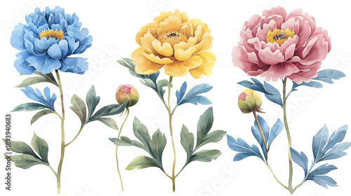 Set of blue, yellow and pink peonies flowers in watercolor style. Summer botanical elements for design of patterns, posters, invitations. Isolated on a transparent background.