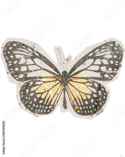 butterfly isolated on white
