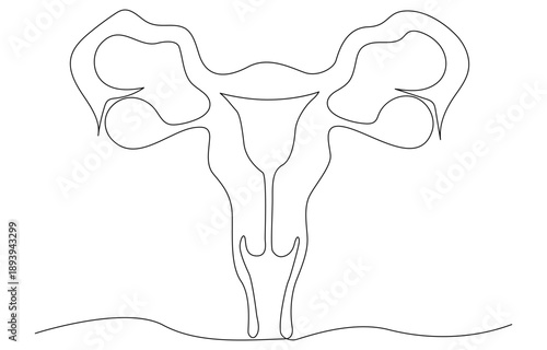 Continuous single one line drawing Uterus and ovaries, organs of female reproductive system and women's single line art drawing and woman day one outline vector art illustration. 