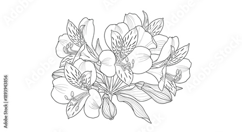 Intricate black and white line drawing of a cluster of alstroemeria flowers, also known as peruvian lilies, for botanical illustration.