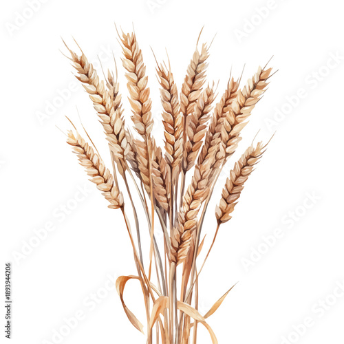 A Bundle Of Dried Wheat Stalks, high quality watercolor, isolated on a white background, vibrant details.
