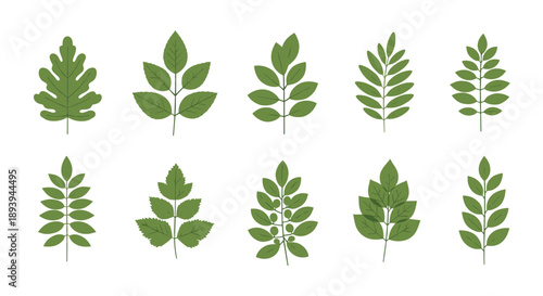 Grid of ten different green compound leaf types shown in a flat illustration style for botanical education and nature design projects.