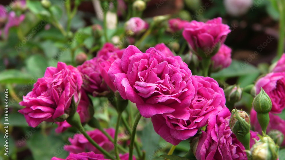 Obraz premium Blooming rose plant in the garden with pink flowers