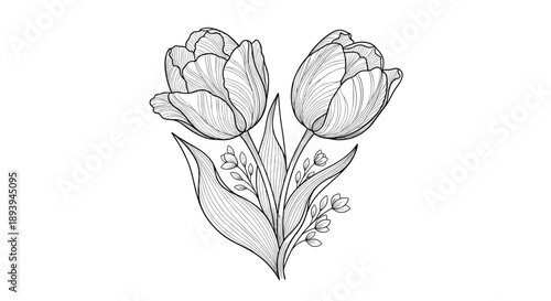 Detailed black and white engraving style illustration of two beautiful tulip flowers with leaves, perfect for classic botanical art.