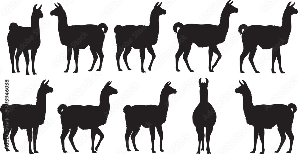 Fototapeta premium Black silhouettes of llamas in various poses white background animals