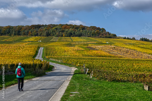 Obraz na plátně paysages de vignoble champenois