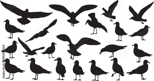 Black silhouettes of seagulls in various poses on white background bird silhouettes black birds