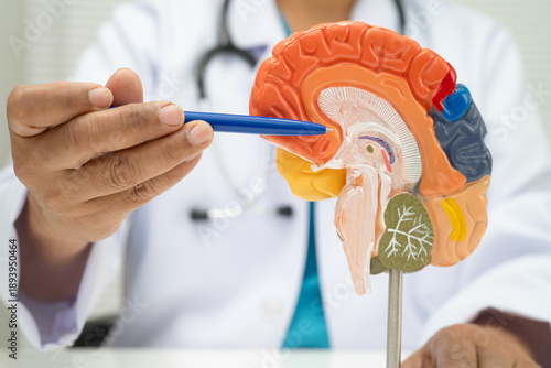 Asian doctor holding brain anatomy model for study diagnosis and treatment in hospital.