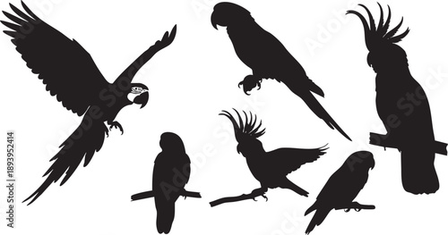 Black silhouettes of various parrots and cockatoos on white background parrot silhouettes cockatoo silhouettes