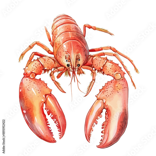 watercolor of A Mother Lobster With Her Kid graphic, isolated on a white background.
