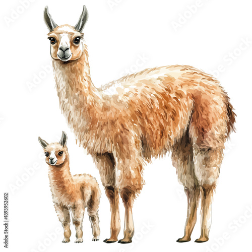 A Mother Llama With Her Kid, delicate watercolor illustration vector with soft and elegant colors, isolated on a white background.