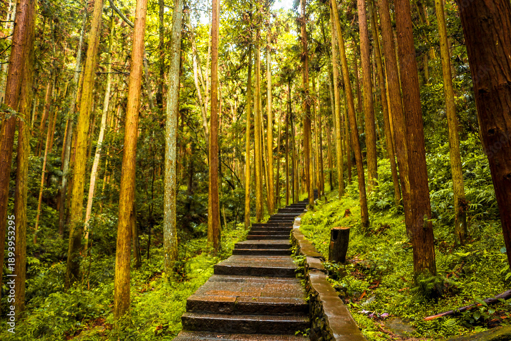 Obraz premium pathway in Huangshi village mountain,located at Zhangjiajie national forest park,Wulingyuan,Hunan province of China
