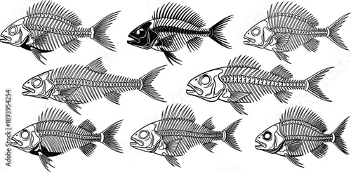 Set of detailed fish skeleton illustrations, cad drawing flat vector illustration, black and white aquatic bone anatomy icons, isolated nautical fossil elements.