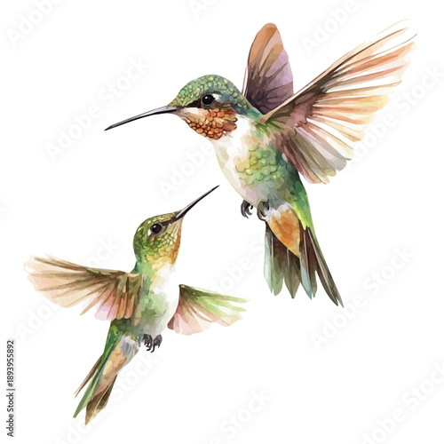 A Mother Hummingbird With Her Kid, high quality watercolor illustration with transparent textures, isolated on a white background.