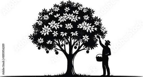 Black and white vector silhouette of a male farmer standing under a large fruit tree picking fresh organic apples for agricultural and harvesting concepts