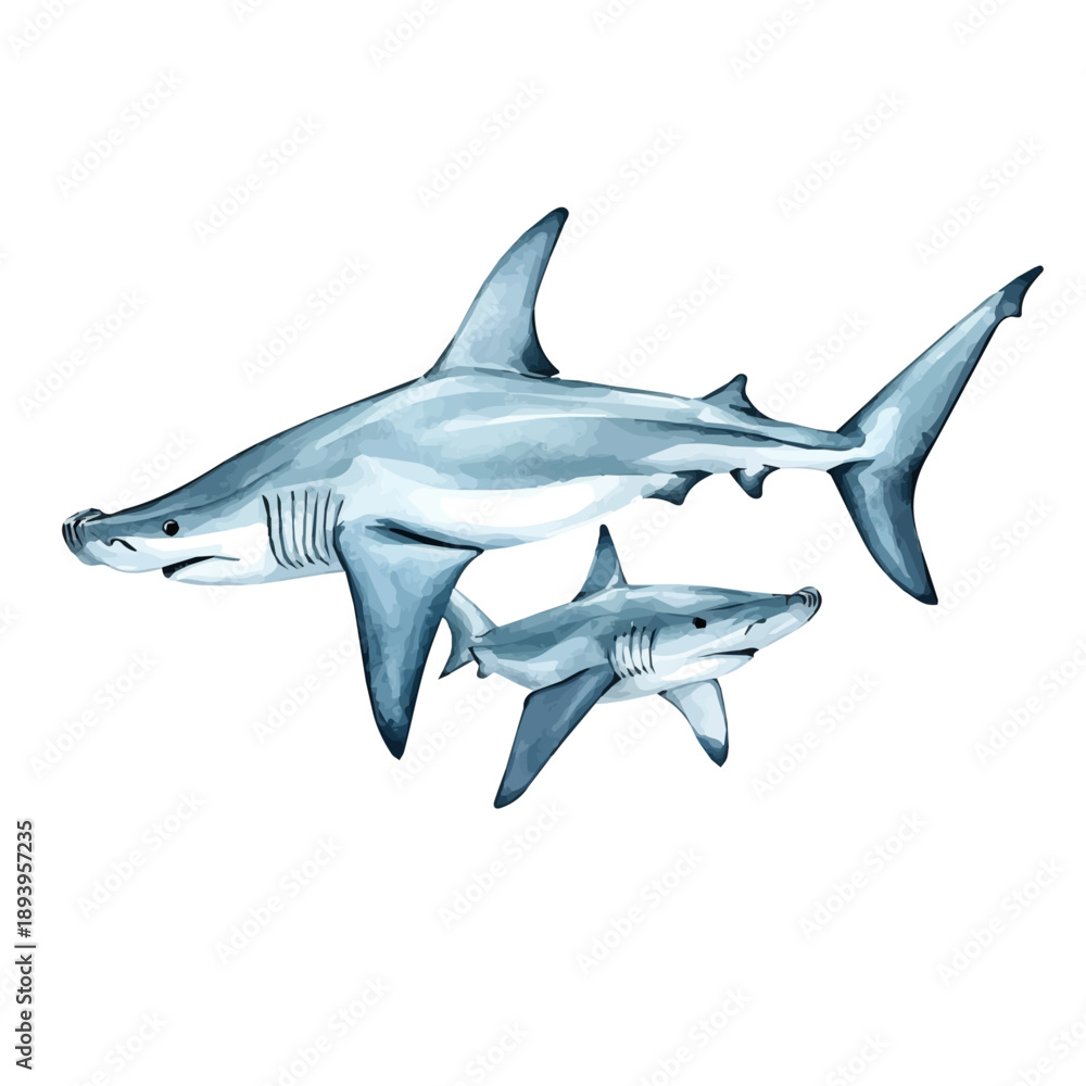 Fototapeta premium A Mother Hammerhead Shark With Her Kid, delicate watercolor illustration vector with soft and elegant colors, isolated on a white background.