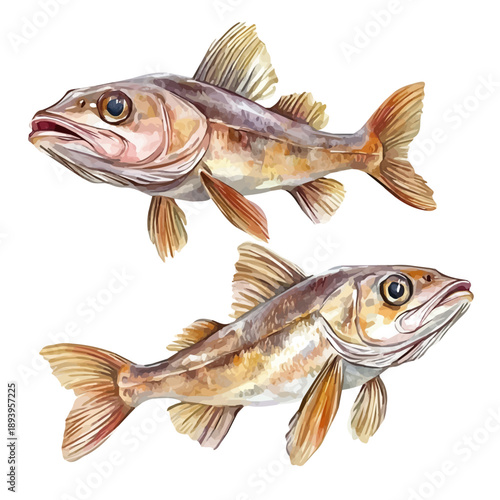 A Mother Haddock With Her Kid, beautiful watercolor illustration with vivid colors and detailed vector style, isolated on a white background.