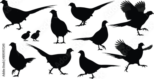 Pheasant bird silhouettes collection, flying standing poses, wildlife animal shapes, black vector illustration, isolated on white background