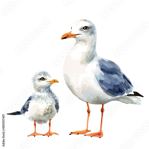 A Mother Gull With Her Kid, beautiful watercolor illustration with vivid colors and detailed vector style, isolated on a white background.