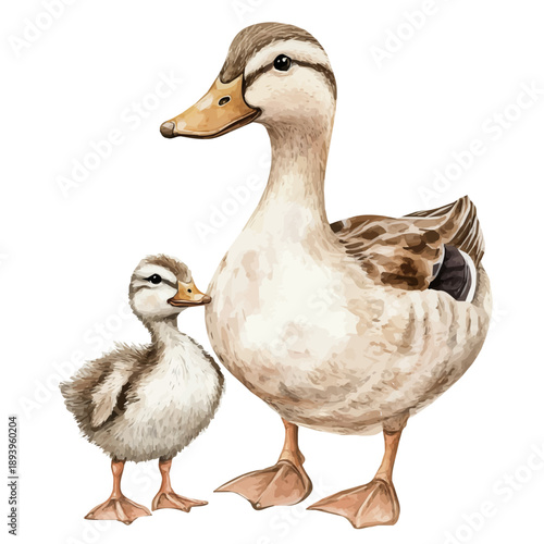 A Mother Duck With Her Kid, delicate watercolor illustration vector with soft and elegant colors, isolated on a white background.