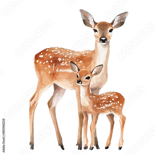 watercolor of A Mother Deer With Her Kid graphic, isolated on a white background.