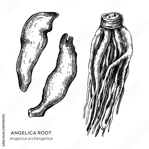 Angelica herbs dried root hand drawn vector illustration. Medicinal plant sketch for herbal medicine and natural products. Not AI generated.
