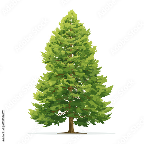 Clean 2D flat vector depiction of a Cedar Tree, designed in minimalist modern style with white background.