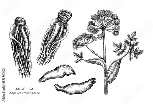 Angelica hand drawn vector illustrations set. Medicinal plant root sketches for herbal medicine and natural products. Not AI generated.