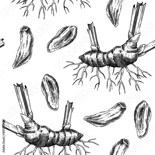 Oris roots background. Iris dried root hand drawn vector illustration. Vintage style medicinal plant seamless pattern for perfumery and natural products. Not AI generated.