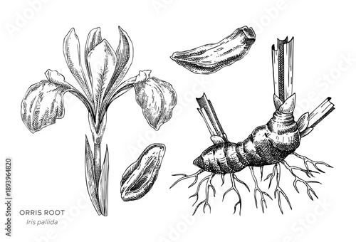 Orris root hand drawn vector illustrations set. Vintage style medicinal plant sketch for herbal medicine and natural products. Not AI generated.